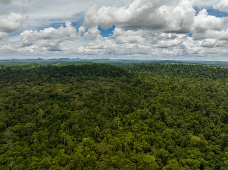 Jungle and tropical forest of Borneo. Malaysia.