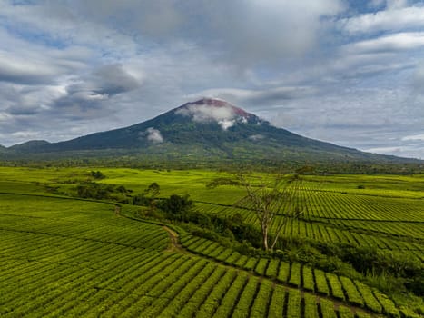 Top view of tea plantations at the foot of the Kerinci volcano. Tea estate landscape. Sumatra, Indonesia.