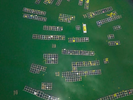 Fish farm with cages on Maninjau lake. Farming aquaculture or pisciculture practices. Sumatra Indonesia.