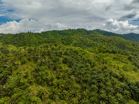 Oil palm plantations in Malaysia. Oil palm estates in Borneo.