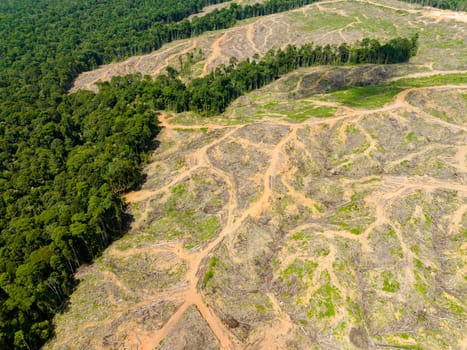 Aerial drone of rainforest and jungle area cleared to make way for oil palm plantation in Borneo. Deforestation. Environmental destruction. Malaysia.