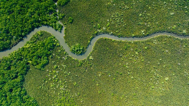 Tropical landscape with mangrove forest and river. Borneo. Malaysia.