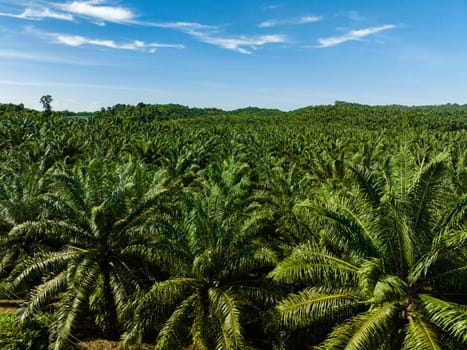 Top view of oil palm plantations in Malaysia. Oil palm estates in Borneo.