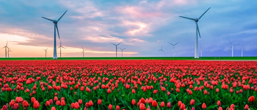 Windmill turbines with a blue sky and colorful tulip fields in Flevoland Netherlands.