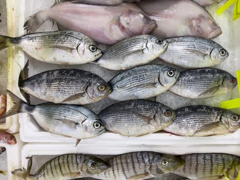 Close-up of fresh raw fish in ice on the counter at a fish market