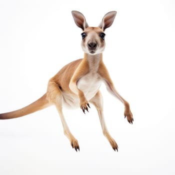 A kangaroo is jumping in the air with its legs spread