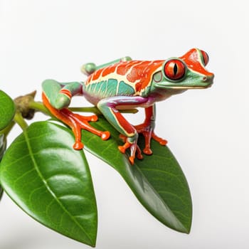 A colorful frog sitting on top of a green leaf with white background