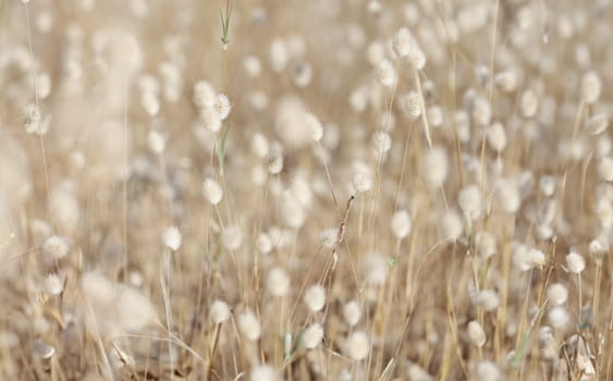Fluffy field plants beige background, blurry. Beautiful flower headband, outdoor nature, rustic meadow