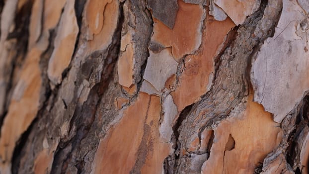 Old cracked brown bark on a tree, close-up. Beautiful uneven wood texture, a protective layer of a tree trunk