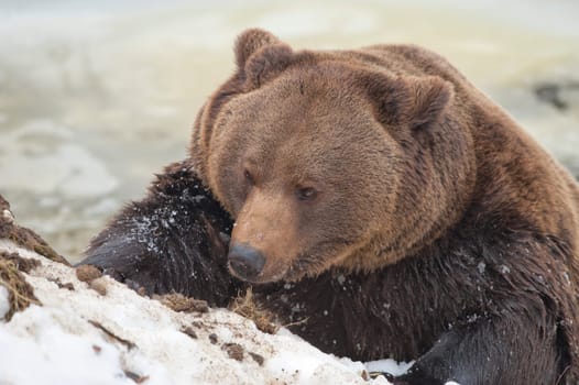 Black bear brown grizzly playing in the ice water