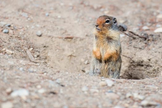 Ground squirrel portrait while looking at you