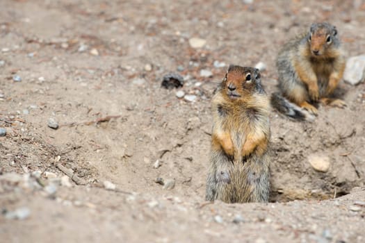 Ground squirrel portrait while looking at you