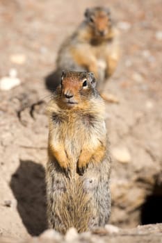 Ground squirrel portrait while looking at you
