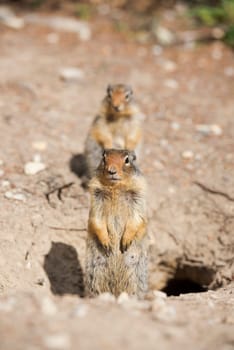 Ground squirrel portrait while looking at you