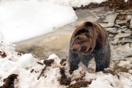 Black bear brown grizzly while stretching in the ice water