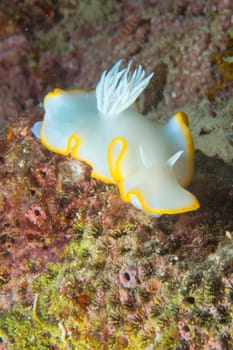 White Nudibranch underwater portrait