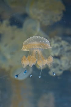 Jellyfish in the deep blue background