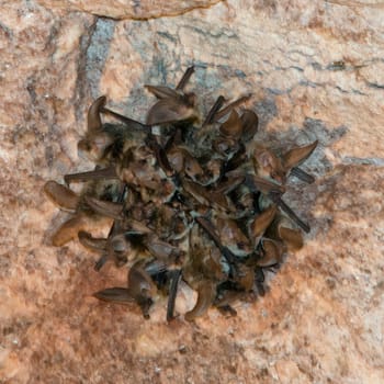 Bat group hanging from mine ceiling