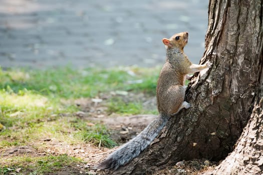 Squirrel portrait while looking at you