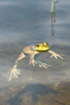 A frog in swamp while looking at you