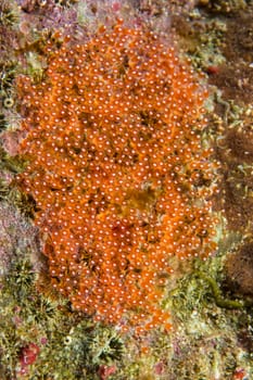 Clown fish eggs super macro in Cebu Philippines