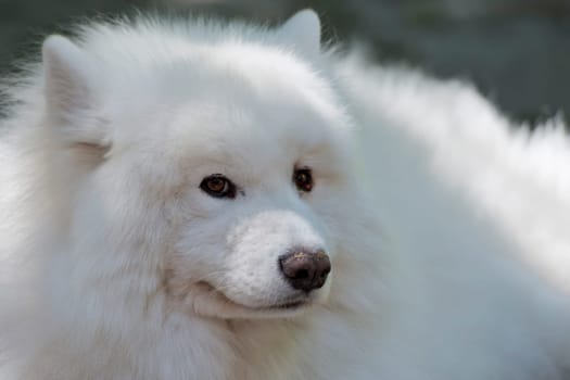 White Pomeranian  portrait while looking at you