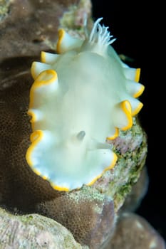 White Nudibranch underwater portrait