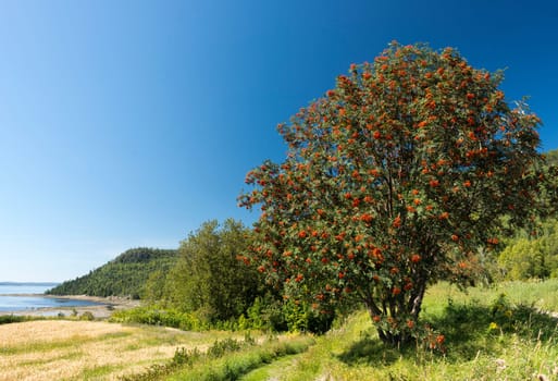 colorful red fruit tree near shore