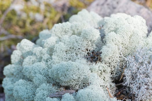 A moss-covered field detail