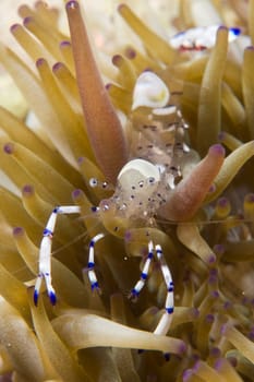 A transparent shrimp on soft coral in Cebu, Philippines