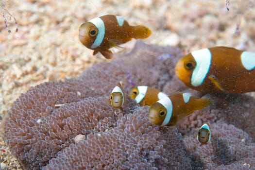 An group of clown fish looking at you in Cebu Philippines