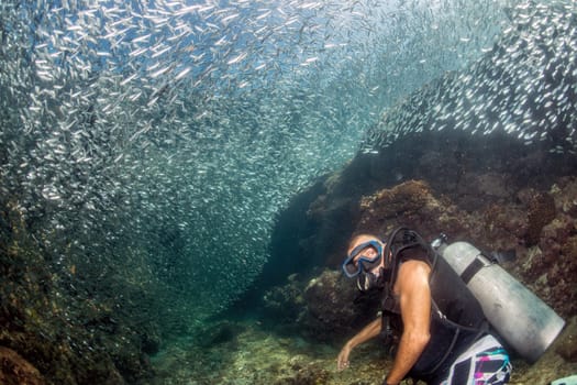 Scuba while going Inside a giant sardines school of fish in the reef and blue sea