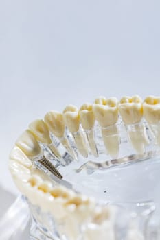 Teeth education model. Shallow dof.