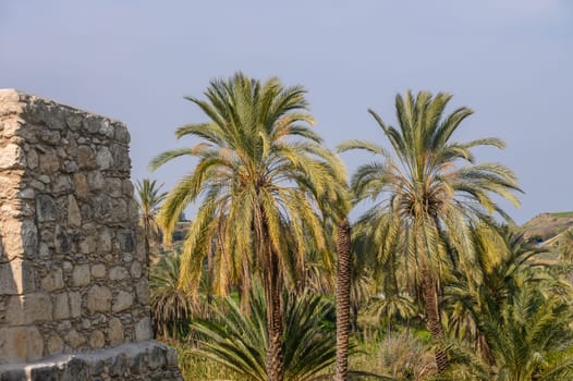 date grove in winter in Cyprus 12