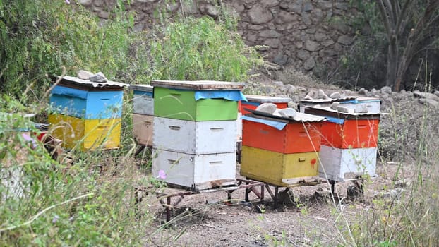 Wooden beehives with tall grass and trees around them