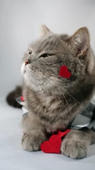 A cute gray cat scottish straight is wearing a chirt with red heart patterns and a red bowtie on February 14 for Valentine's Day. The pet is lying down on surface white background