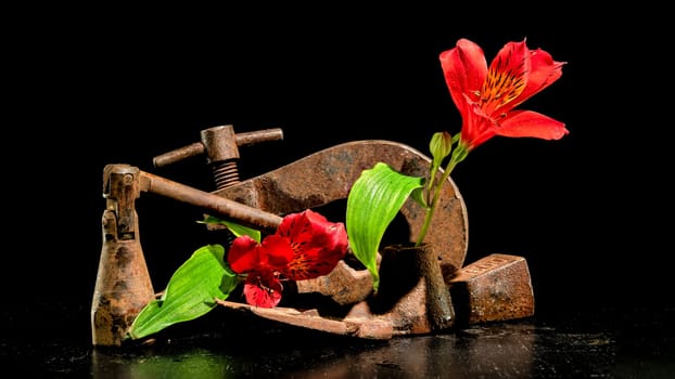 Creative still life with old rusty metal tool and red Alstroemeria flower on a black background