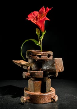 Creative still life with old rusty metal tool and red Alstroemeria flower on a black background