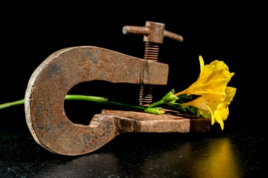 Creative still life with old rusty metal clamp and yellow freesia flower on a black background