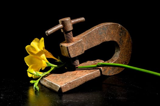 Creative still life with old rusty metal clamp and yellow freesia flower on a black background
