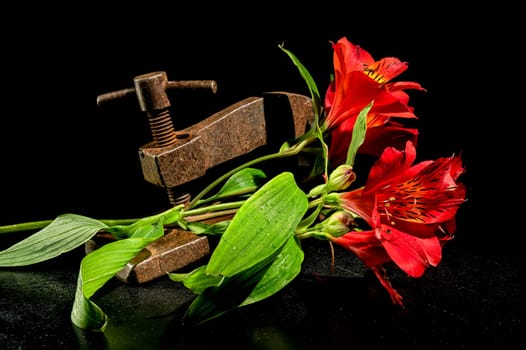 Creative still life with old rusty metal clamp and red Alstroemeria flower on a black background