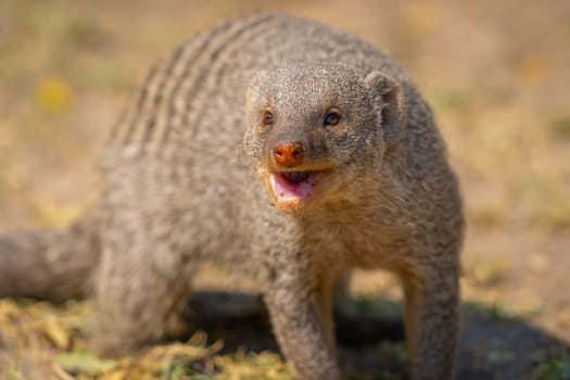 close up of a banded mongoose in the Etosha National Park in Namibia, Africa.