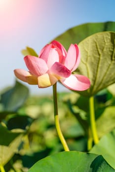 A pink lotus flower sways in the wind. Against the background of their green leaves. Lotus field on the lake in natural environment