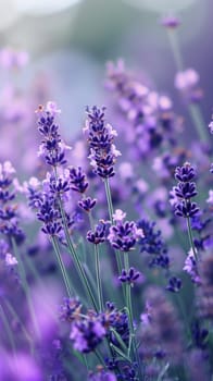 A close up of a bunch of purple flowers in the field