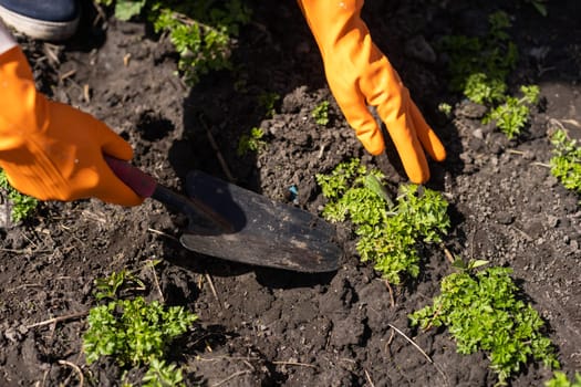 Planting celery seedlings in greenhouse. Organic cultivation, green gardening