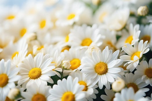 A bouquet of beautiful white daisies close-up with blur. Summer chamomile background.