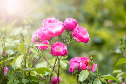 pink flowers among spring greenery, beauty, aroma