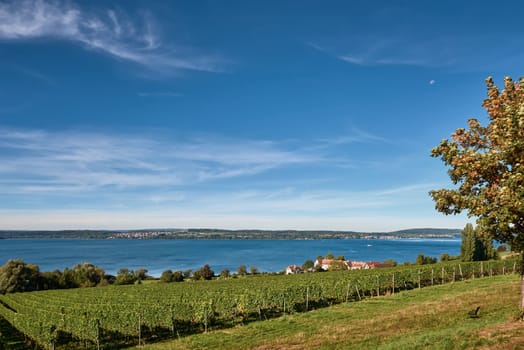 Bodensee Panorama: Alps on the Horizon, Vineyards, and Pastoral Beauty. Alpine Horizon: Bodensee, Vineyards, and Quaint Villages in the German Countryside. Vineyard Vistas: Bodensee, Alpine Peaks, and the Rural Charm of German Agriculture. Rural Tranquility: Bodensee Overlooking Pastures, Vineyards, and Traditional Villages,