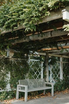 white park bench with stone wall and green leaves of the ivy in quiet environment. Old grey rustic wooden Bench in ivy leaves, a dark background from large leaves with sun lights and shadows. Bench in the park. Vertical