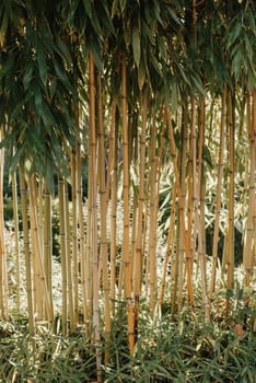 green bamboo tree in a garden,